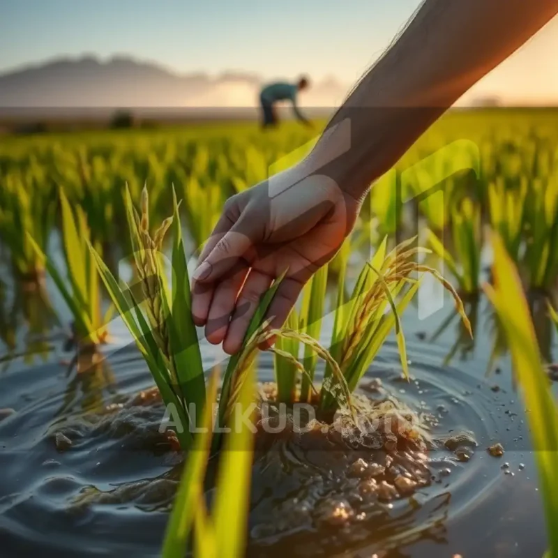 کشت برنج؛ از کاشت تا برداشت