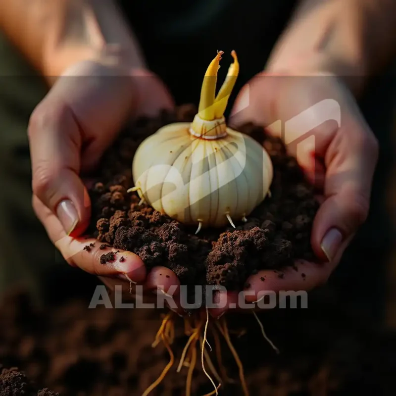 چگونه پیاز زعفران را تقویت کنیم؟