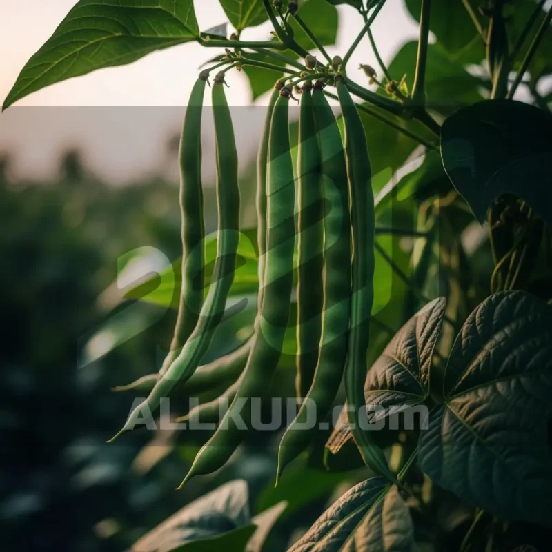 کوددهی لوبیا سبز