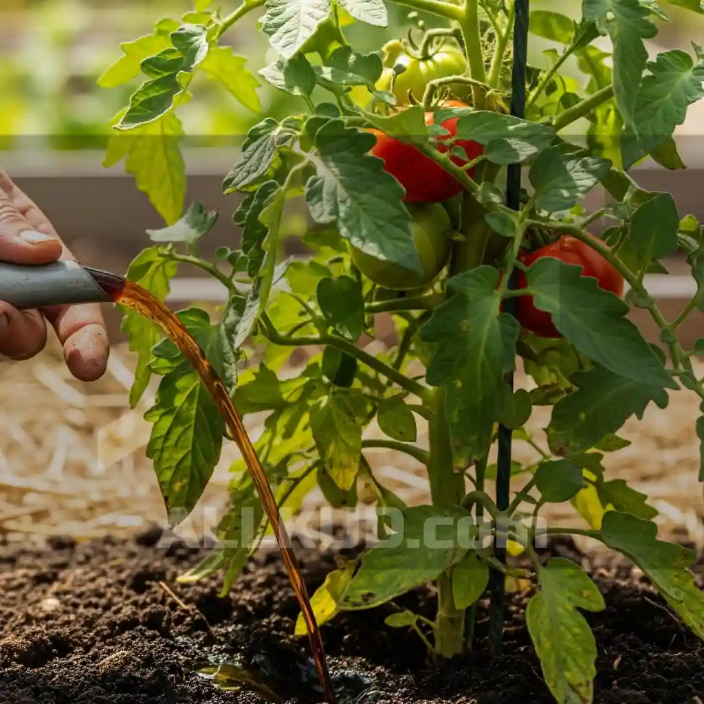 پوسیدگی گلگاه گوجه فرنگی