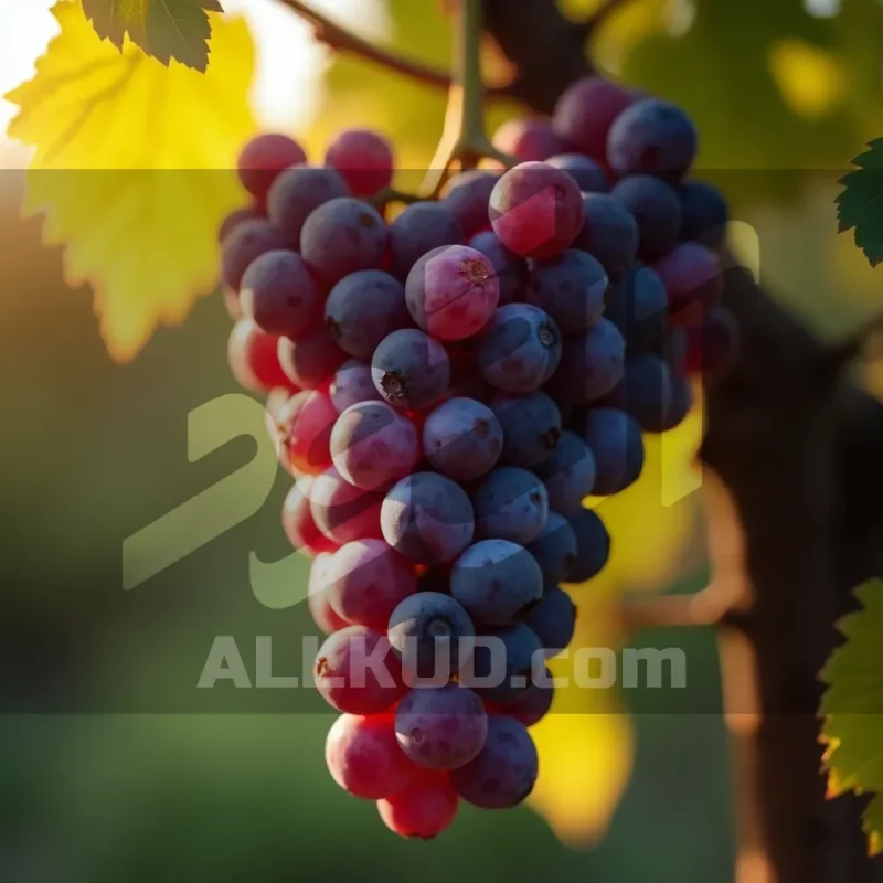 تنک شدن خوشه انگور