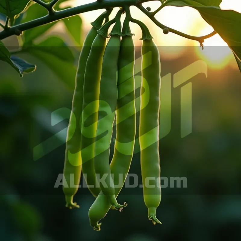 کوددهی لوبیا سبز