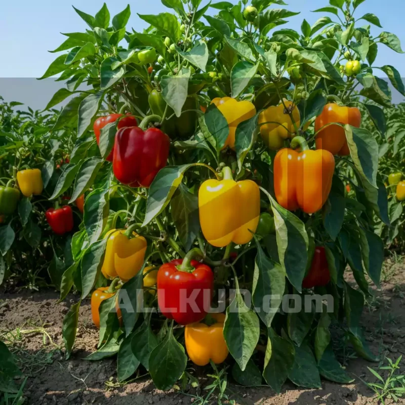 کوددهی فلفل دلمه: از افزایش باردهی تا جلوگیری از ریزش گل