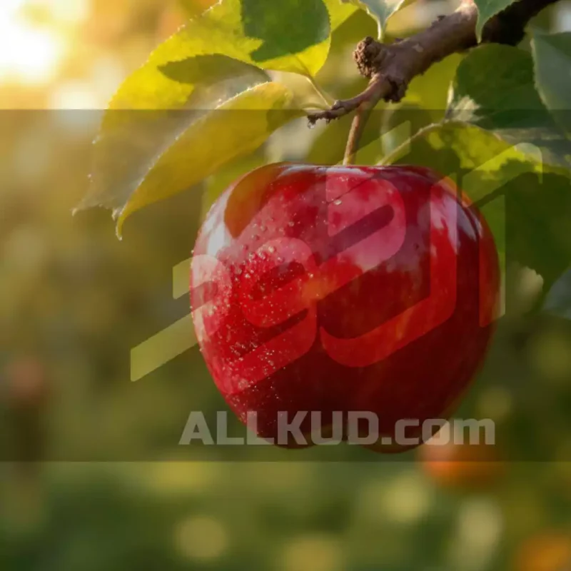 راهنمای کامل کوددهی برای بهبود رنگ سیب