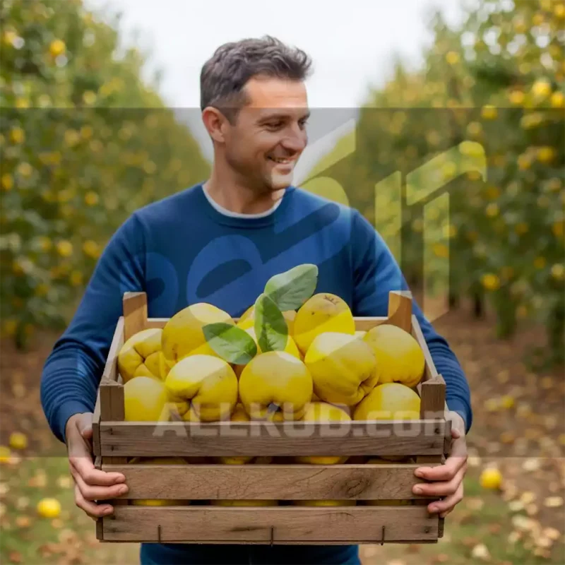 راهنمای کامل کوددهی درخت به