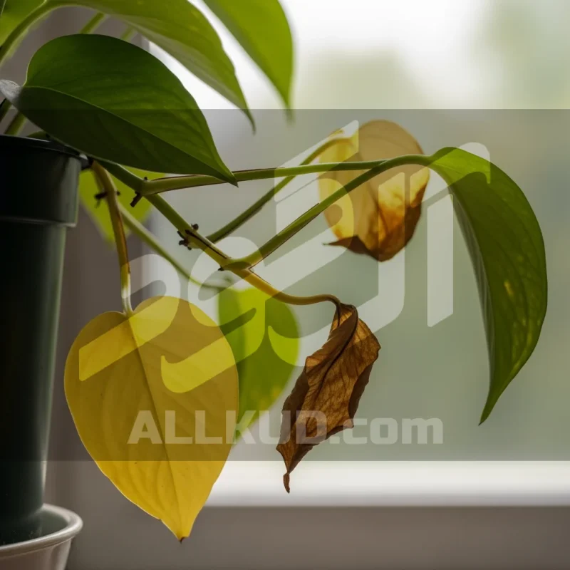 چگونه بفهمیم گیاه به کود نیاز دارد؟ (5 نشانه کلیدی)