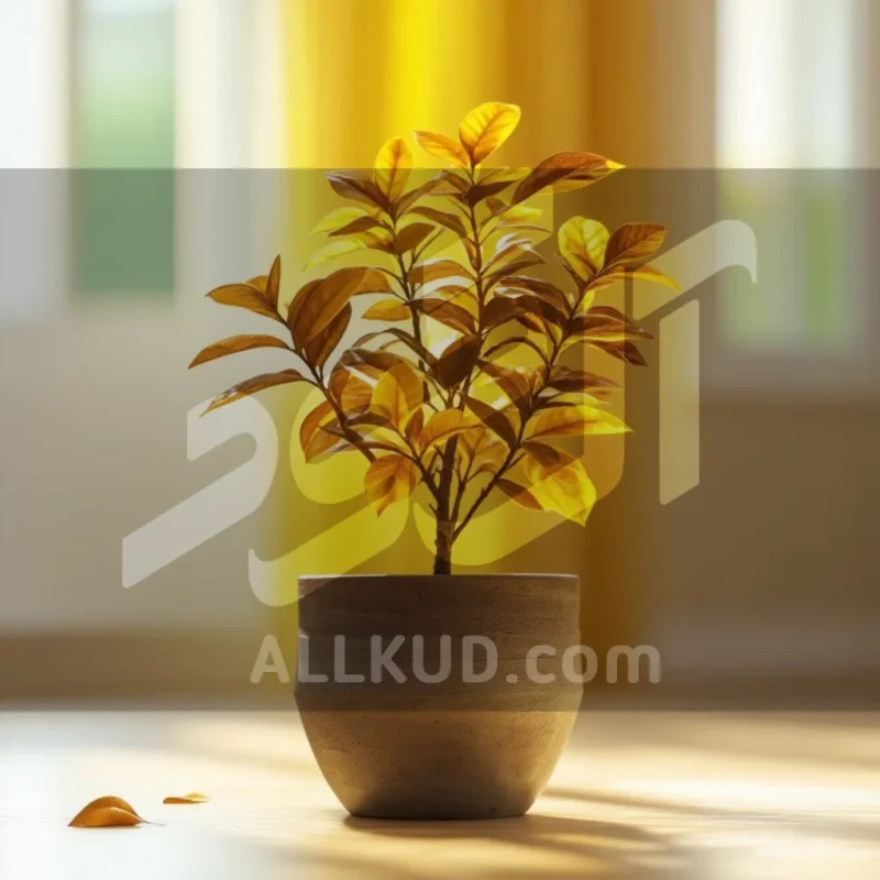 نجات فیکوس بنجامین از ریزش برگ