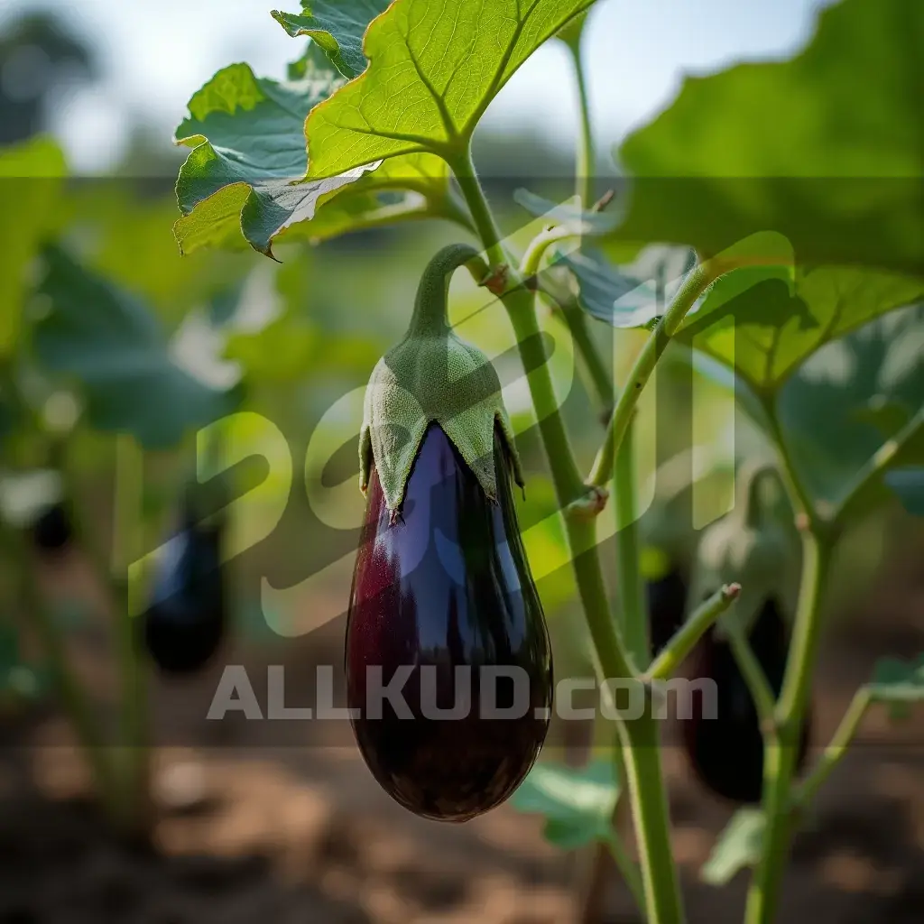 راهنمای جامع سلامت بادمجان: از تشخیص علائم کمبود عناصر تا مبارزه با بیماریهای رایج