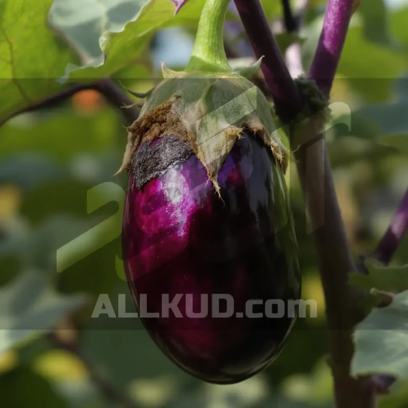 راهنمای جامع سلامت بادمجان: از تشخیص علائم کمبود عناصر تا مبارزه با بیماری‌های رایج