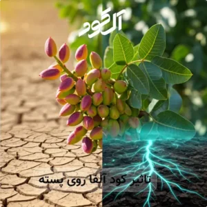 تاثیر کود آلفا روی پسته