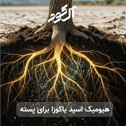 هیومیک اسید یاکوزا برای پسته