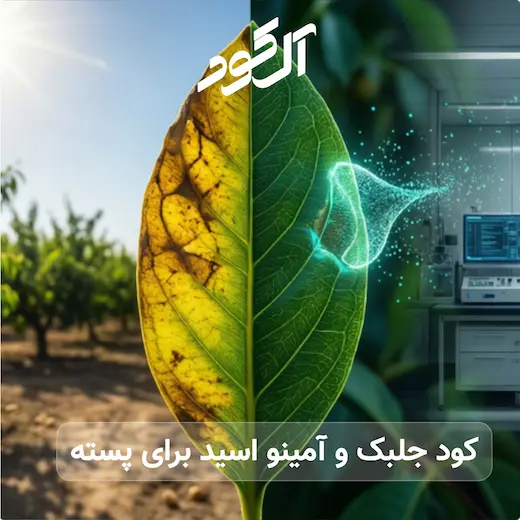 کود جلبک و آمینو اسید برای پسته