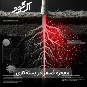معجزه فسفر در پسته‌کاری