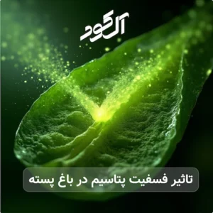 تاثیر فسفیت پتاسیم در باغ پسته‌