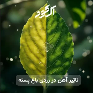 تاثیر آهن در زردی باغ پسته‌