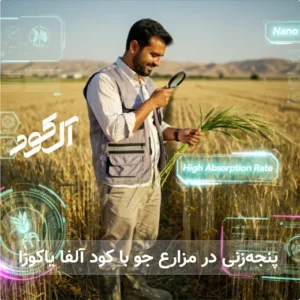 پنجه‌زنی در مزارع جو با کود آلفا یاکوزا