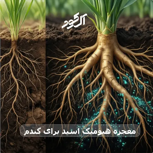 معجزه هیومیک اسید برای گندم