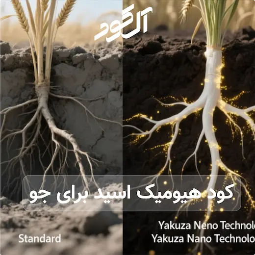 کود هیومیک اسید برای جو