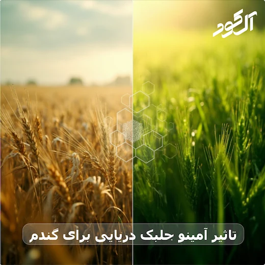 تاثیر آمینو جلبک دریایی برای گندم