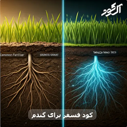 کود فسفر برای گندم
