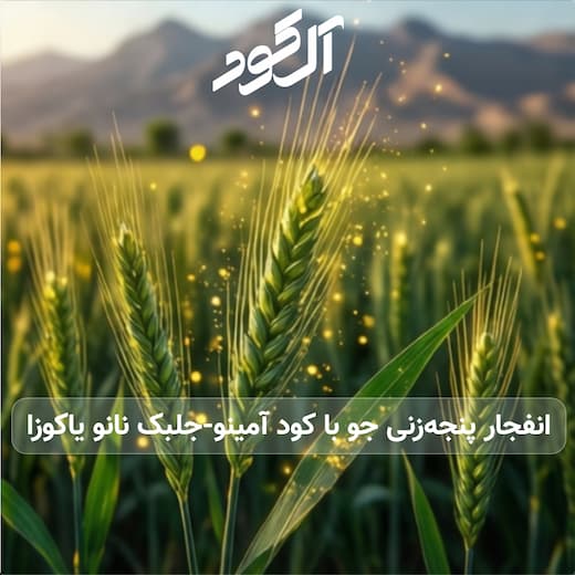 انفجار پنجه‌زنی جو با کود آمینو-جلبک نانو یاکوزا