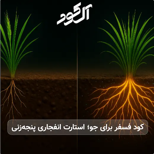 کود فسفر برای جو؛ استارت انفجاری پنجه‌زنی