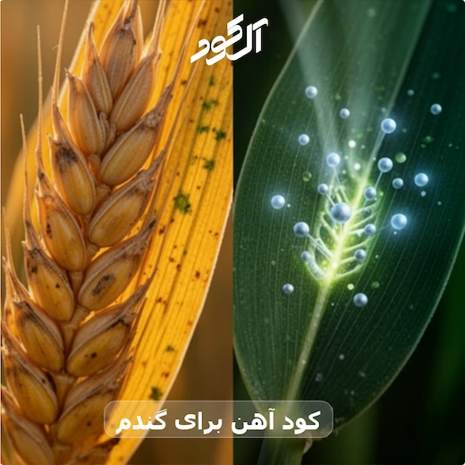 کود آهن برای گندم
