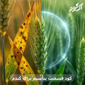 کود فسفیت پتاسیم برای گندم