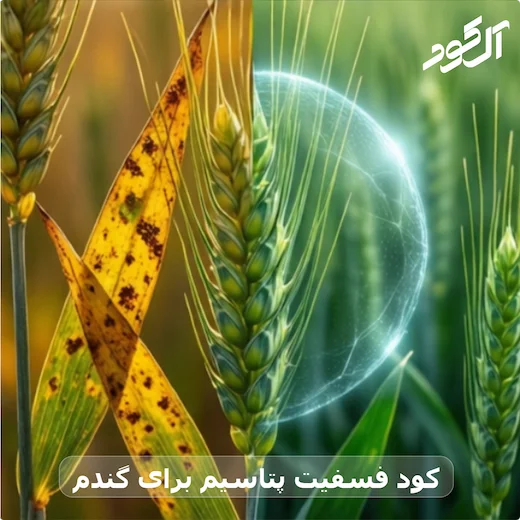 کود فسفیت پتاسیم برای گندم