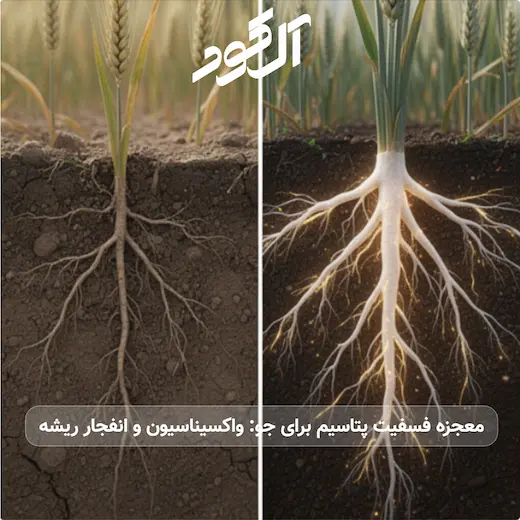 معجزه فسفیت پتاسیم برای جو: واکسیناسیون و انفجار ریشه