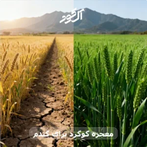 معجزه گوگرد برای گندم