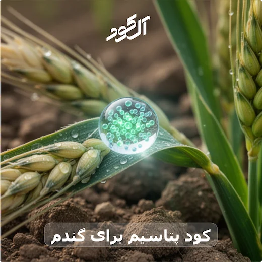 کود پتاسیم برای گندم
