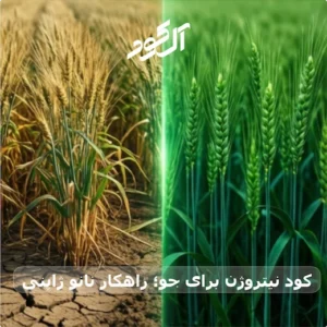 کود نیتروژن برای جو؛ راهکار نانو ژاپنی