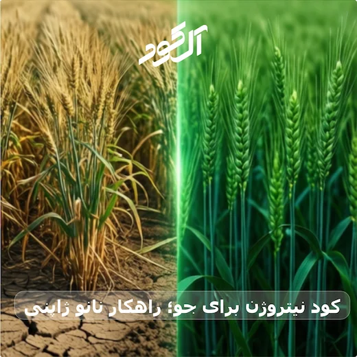کود نیتروژن برای جو؛ راهکار نانو ژاپنی