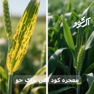 معجزه کود آهن برای جو