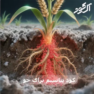 کود پتاسیم برای جو