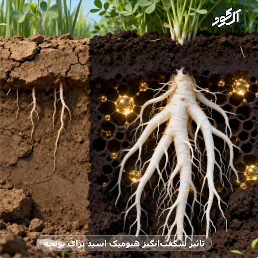 تاثیر شگفت‌انگیز هیومیک اسید برای یونجه