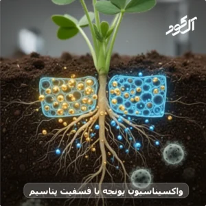 واکسیناسیون یونجه با فسفیت پتاسیم