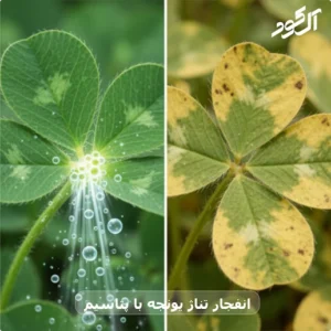 انفجار تناژ یونجه با پتاسیم