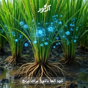 کود آلفا یاکوزا برای برنج