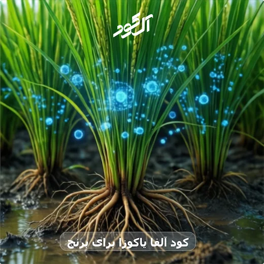 کود آلفا یاکوزا برای برنج