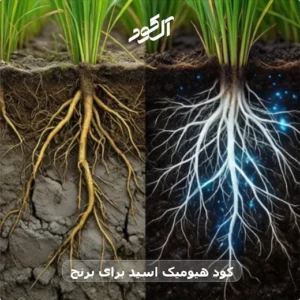 کود هیومیک اسید برای برنج