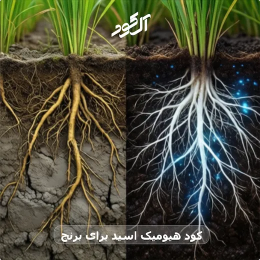 کود هیومیک اسید برای برنج