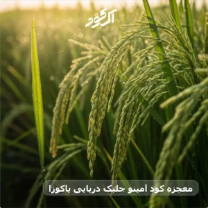 معجزه کود آمینو جلبک دریایی یاکوزا