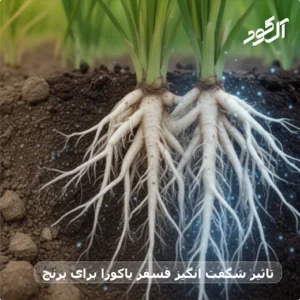 تاثیر شگفت انگیز فسفر یاکوزا برای برنج