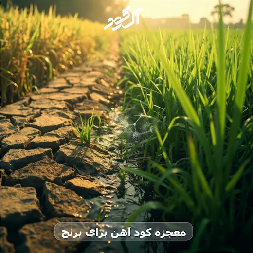 معجزه کود آهن برای برنج