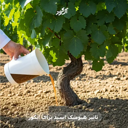 تاثیر هیومیک اسید برای انگور