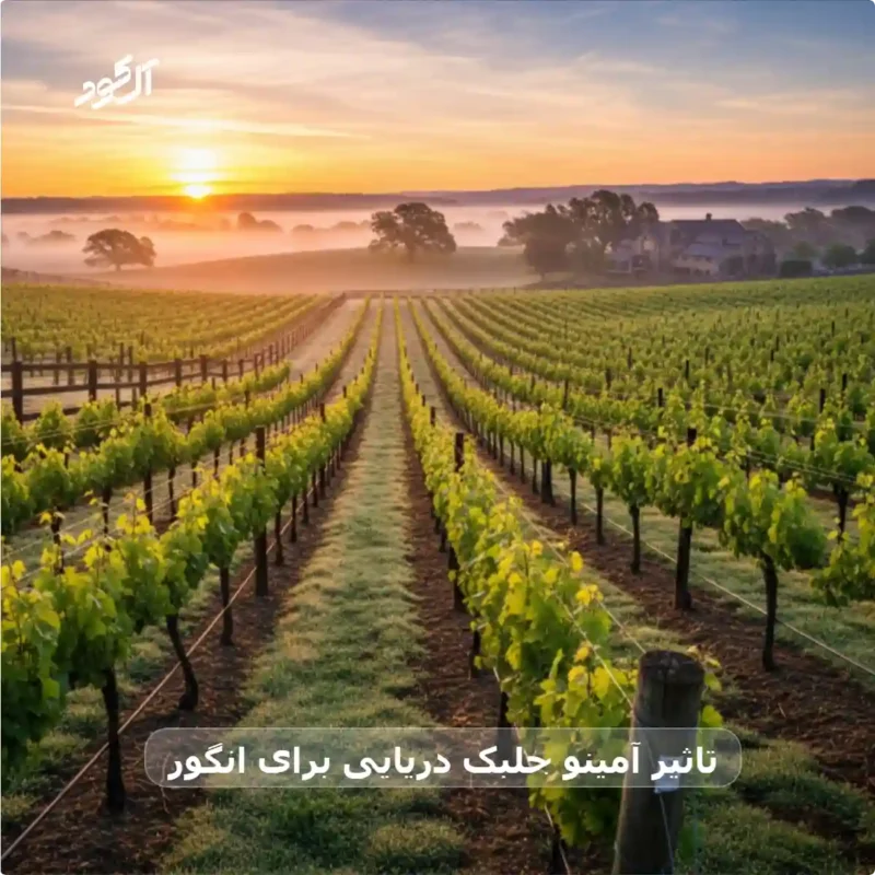 آمینو جلبک دریایی برای انگور