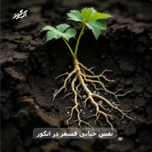 نقش حیاتی فسفر در انگور