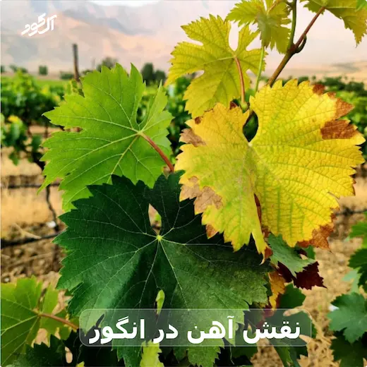 نقش آهن در انگور